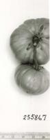 Click for 1 image(s) for this accession. FRUIT